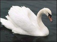 Swan