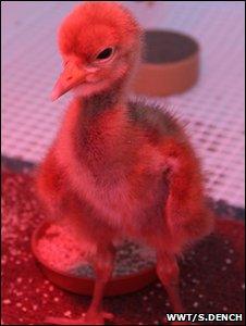 Crane chick (Image: WWT/Sacha Dench)