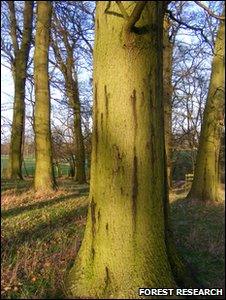 Oak infected with AOD (Image: Forest Research)