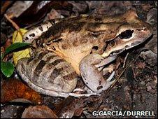 "Mountain chicken" frog. Image: Gerardo Garcia / Durrell