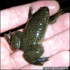 Xenopus tropicalis