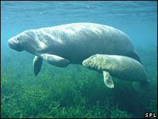 Manatee mother and calf