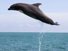 Dolphin leaping out of water, BBC