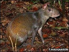 An agouti (Image: Torbjorn Haugaasen)