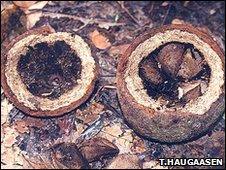 Brazil nut tree fruit and seeds (Image: Torbjorn Haugaasen)