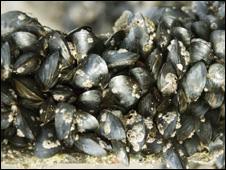 Mussels