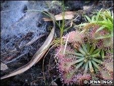 Wolf spider's web and pink sundew (Image: David Jennings)