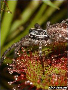 Wolf spider and pink sundew (Image: Christopher Anderson)