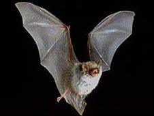 Natterer's bat