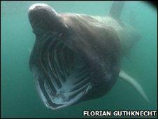 Basking shark off the Isle of Man