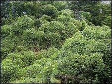 Kudzu vines (Image: David R Frazier photolibrary/SPL)