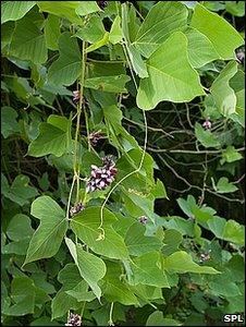 Kudzu vine in flower (Image: Matt Meadows/SPL)