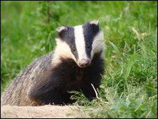 Badger