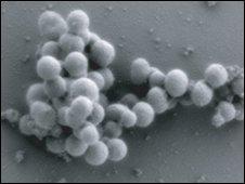 Synthetic bacterial cells