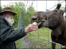 David Lawrence feeds 'Pete the Moose'