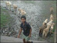 sheep being herded into muddy fields