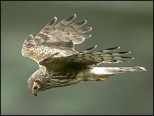 Hen harrier. Image: Andy Hay/RSPB