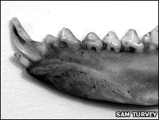 Solenodon jaw bone (Sam Turvey)