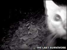 Cat outside a solendon burrow (The Last Survivors)