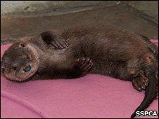 Fyne, the otter. Image: SSPCA