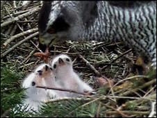 Mother Goshawk feeding chicks