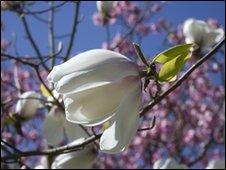 Magnolia tree