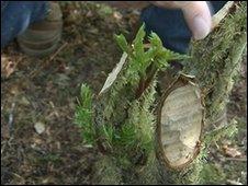 tree stump