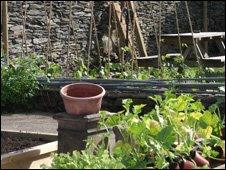 The allotment garden at The Eagles, Corwen