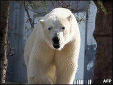 File image of a polar bear in a zoo in France