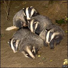 Badger cubs playing