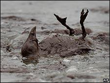 Bird covered in oil in Louisiana