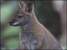 Wallaby (generic)