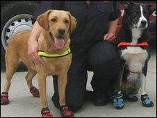 Ember and Barney the fire investigation dogs