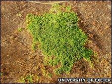 Degraded forest island (image: University of Exeter)