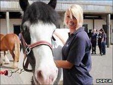 Minstrel one of the rescued horses