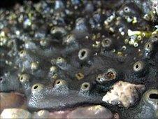 Sea sponge