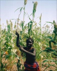 African child in field of sorghum