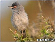 Marmora's Warbler