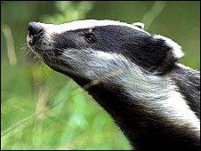 The European badger