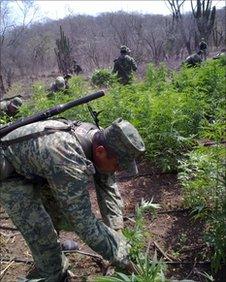 Mexican government forces remove marijuana plants