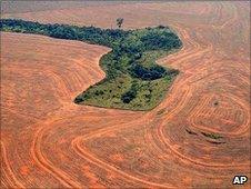 Deforested area of land (Image: AP)