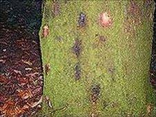 Infected oak trunk. Image: Forestry Commission