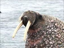 Walrus (SPL)