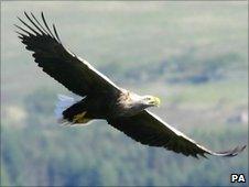 Sea Eagle in flight - Iain Erskine/RSPB Scotland