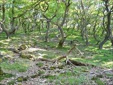 Ancient woodland