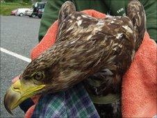 Injured sea eagle