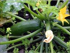 Courgette