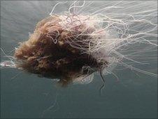 Lion's mane jellyfish