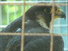 Peregrine falcon