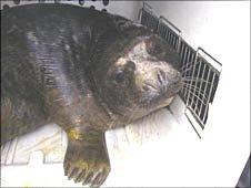 The rescued seal